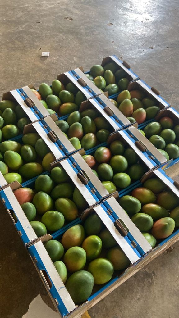 Mango box ready to export